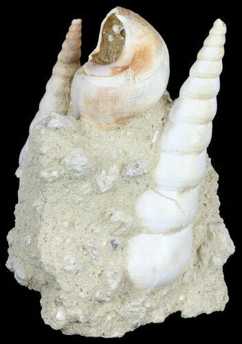 Fossil Gastropod (Haustator) Cluster - Damery, France #62500